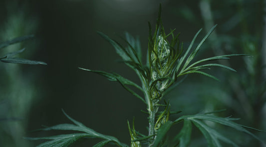 5 Magical & Herbal Uses for Mugwort