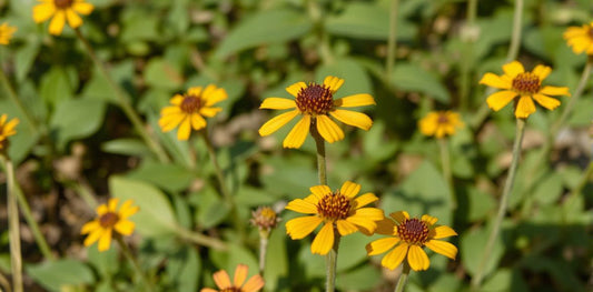 Mugwort & Mullein: The Magic, Folklore, and Uses of Two Powerful Protective Herbs
